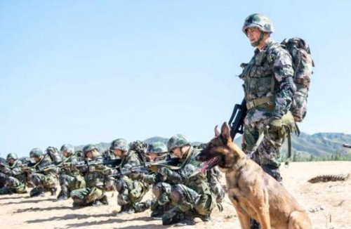 神犬奇兵中的幽灵犬找到了 就是中国最优秀的军犬昆明狼犬