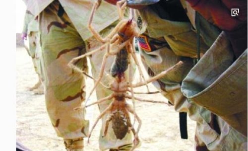 盘点全球13种超巨型昆虫 巨骆驼蜘蛛(能穿透人体吸食汁液)