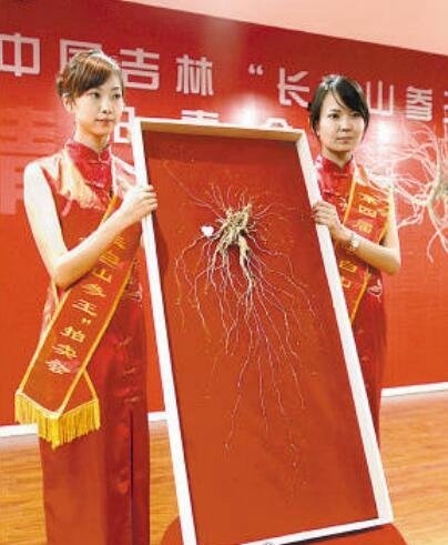 世界上最大的野人参 重达600g/价值上千万(前纪录为505g)