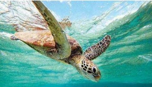 世界最长寿的动物之海龟 寿命最长的海龟能活300多岁
