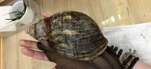 世界上最大的蜗牛 非洲大蜗牛比手掌还大(长39.3cm/重900g)