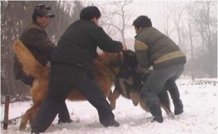 高加索犬vs藏獒综合评价 高加索犬完虐藏獒
