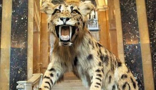 远古恐猫是人类祖先天敌 对南方古猿有致命的危险