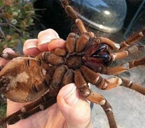世界上最大的蜘蛛有多大 和人的脸差不多大(长25cm/重120g)