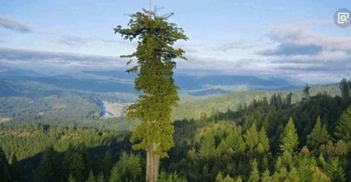世界上最大的树 谢尔曼将军树(最大的单体树木)体积1500m³