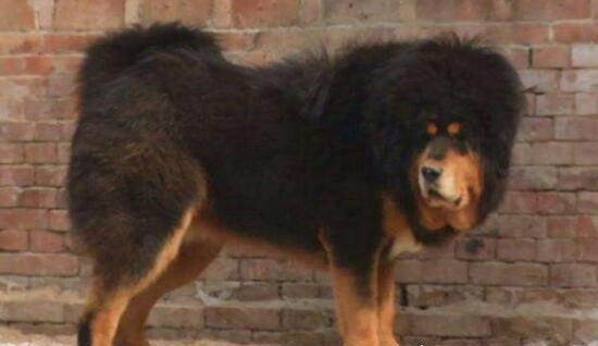 超珍贵猛犬蒙古獒 购买时甚至需要测生辰八字