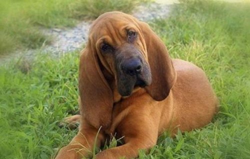寻血猎犬（Bloodhound）世界上最著名的也是体型最大的嗅觉猎犬之一