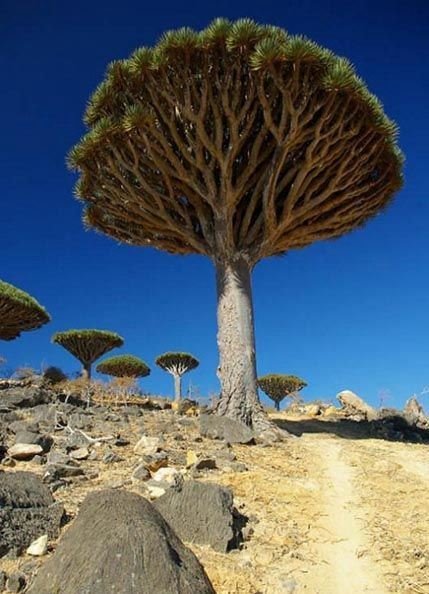 世界最老的树15亿年不存在 最老的树会流血(存活8000年)