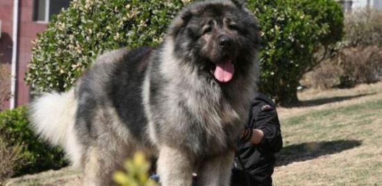 高加索犬vs藏獒综合评价 高加索犬完虐藏獒