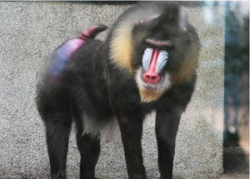 世界上最大的猴科动物 山魈(外形奇特的它们身长能接近80厘米)