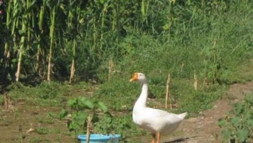 黄鼠狼怕什么东西 黄鼠狼居然会被鹅屎给吓到
