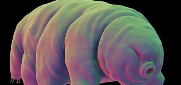 世界上生命力最顽强的生物 水熊虫能在任何环境中存活