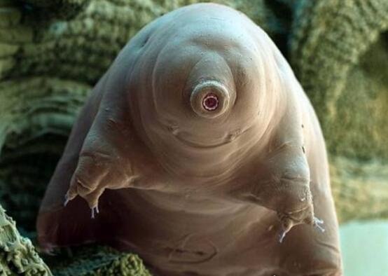 世界上生命力最顽强的生物 水熊虫能在任何环境中存活