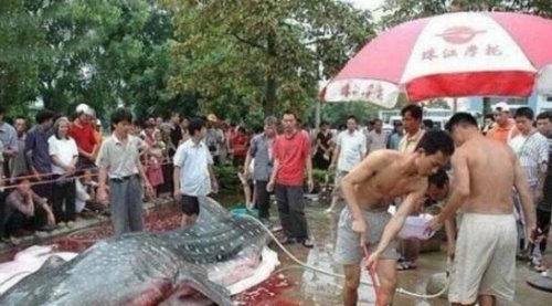 盘点巨型食人鱼吃人事件 剖开鱼肚发现人类骸骨