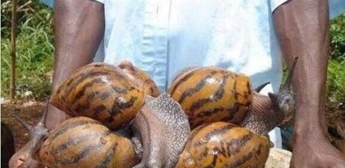 世界上最大的蜗牛 非洲大蜗牛长20cm(牙齿2.5万颗)