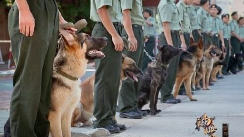 神犬奇兵中的幽灵犬找到了 就是中国最优秀的军犬昆明狼犬