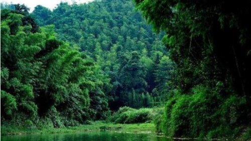 世界上面积最大的竹林 四川蜀南竹海面积高达120平方公里
