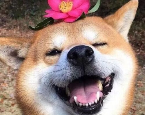 世界十大忠诚的狗排名 看看你的爱犬有没有上榜
