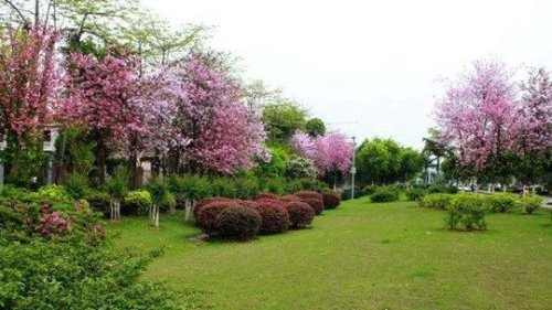 花城是哪个城市 广东省省会广州(四季花卉盛开/花市众多)