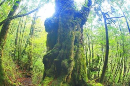 世界上最古老的一棵树 日本JhomonSugi树竟存活7200多年(震惊)