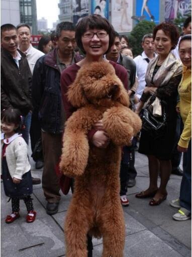 巨型贵宾犬售价高达600万 巨贵犬就是有贵的资本