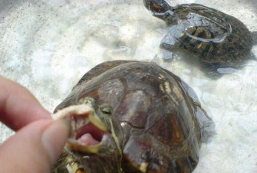 宠物巴西龟吃什么 纯粹的肉食动物最爱新鲜虾肉