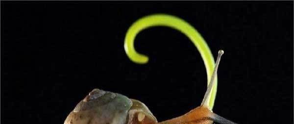 世界上牙齿最多的动物 蜗牛(牙齿全在舌头上共有26000多颗)