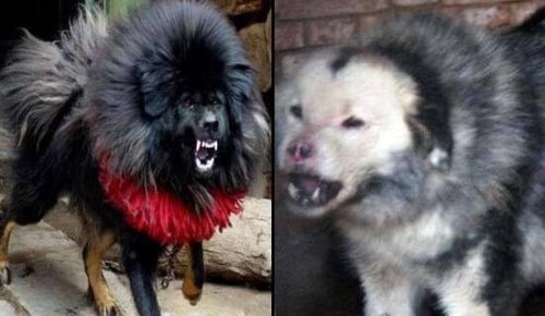 揭秘所谓鬼脸獒王的真相 被恶意炒作的虚构生物