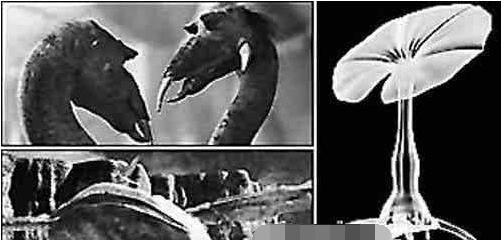 第二地球奥里里亚真的存在 生物却随时面临死亡