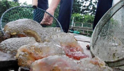 福建左海湖水怪外貌长相 一团带血丝的恶心微生物