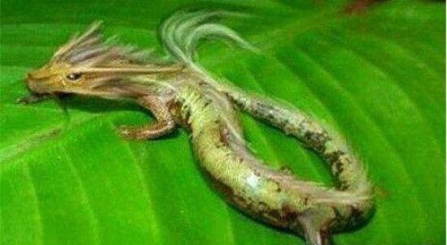 罕见的06年真龙吃人的照片曝光 传说中的龙真的存在