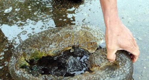 福建左海湖水怪外貌长相 一团带血丝的恶心微生物