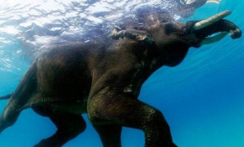 远古遗留生物魔克拉·姆边贝 刚果河流域出现史前恐龙