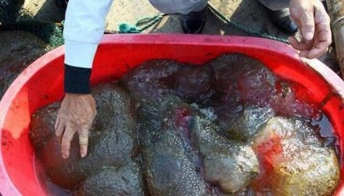 福建左海湖水怪外貌长相 一团带血丝的恶心微生物