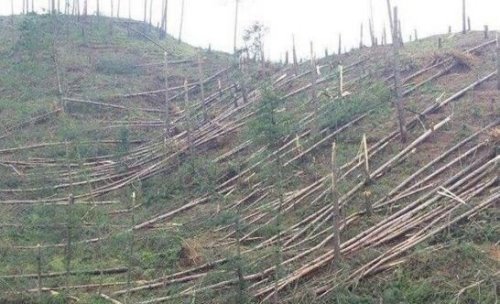神秘的贵阳空中怪车事件 400亩松树林被UFO拦腰砍断