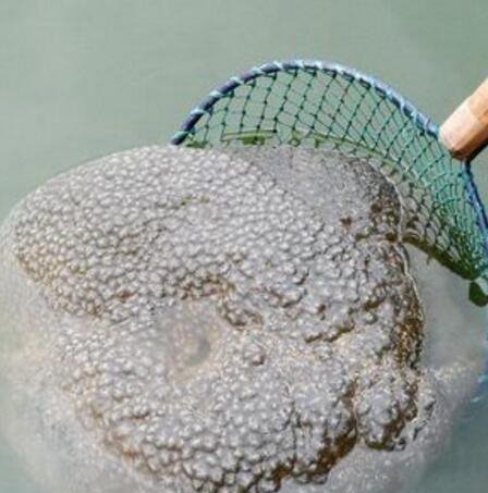 福建左海湖水怪外貌长相 一团带血丝的恶心微生物