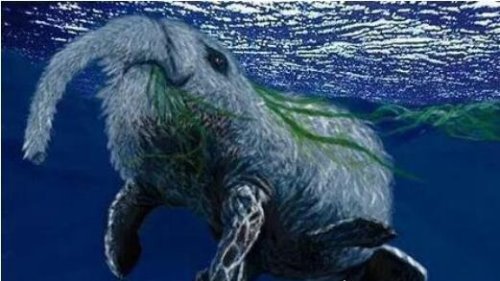白毛象鼻的神秘南非海怪 其实是南象海豹的特殊状态