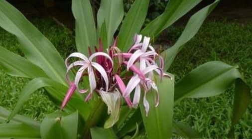 怎样才能养好红花文殊兰?