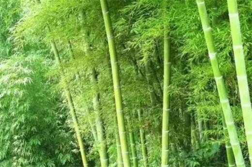 竹子的种类和名称大全