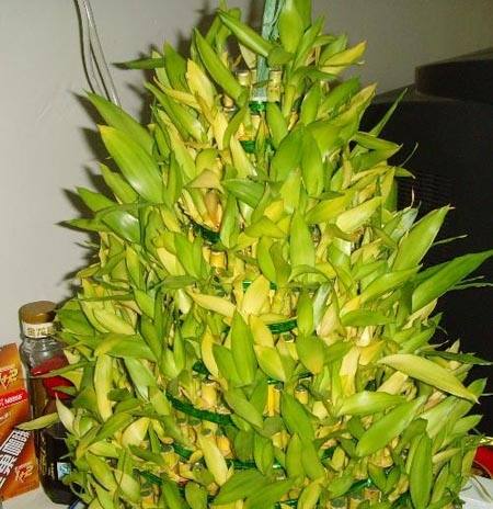 3招远离冬天富贵竹发黄烦恼 超简单