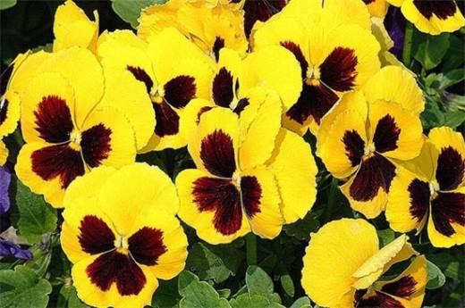 冬天开什么花？盘点10种较耐寒花卉