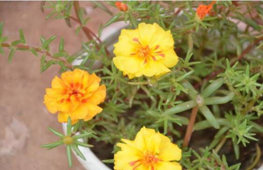植物趣闻 神奇的植物开花“生物钟”