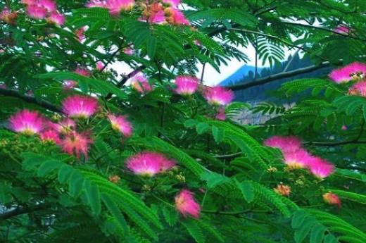 榕花树是合欢树吗?