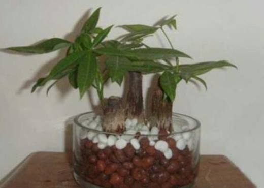 发财树春季修剪好吗?发财树什么季节修剪好(春季)