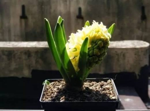 植物缺肥症状及对应的花肥沤制方法,薄肥淡施