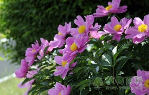 芍药