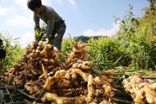 生姜种植风险有哪些?气候温差变化产量下降