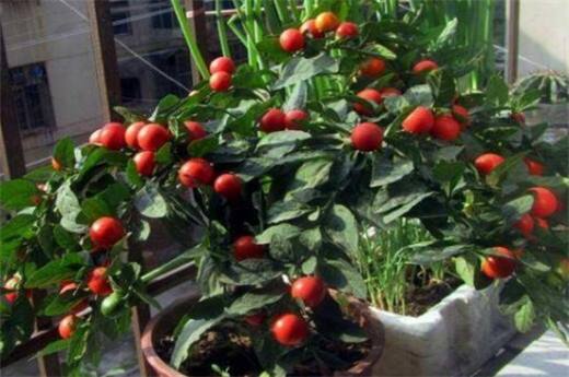 适合冬天养的耐寒植物有哪些?仙人掌可耐0℃低温