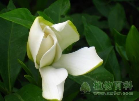 栀子Gardenia jasminoides