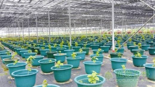 宜昌有个濒危植物保护库 224种珍稀植物安家